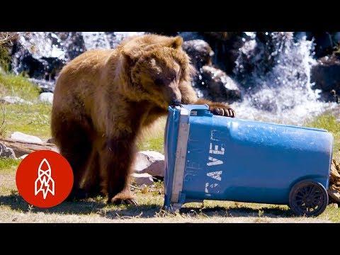 These Bears Put Your Household Items to the Test