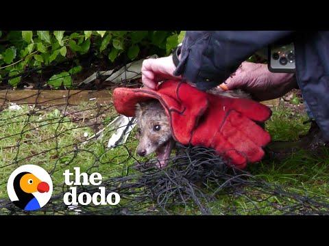Two Baby Foxes Rescued From Net #Video