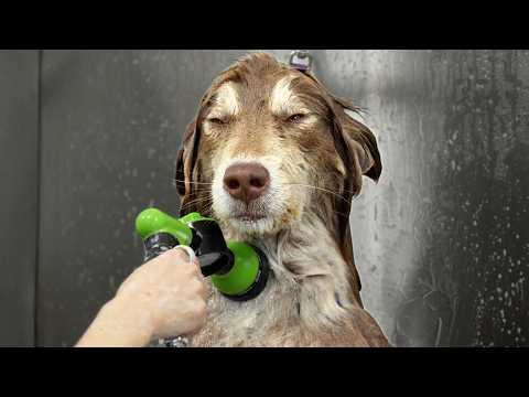 This Dog Was Fighting Sleep the Entire Groom  #Video