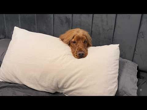 This Dog Doesn't Bark… He Sings Opera #Video