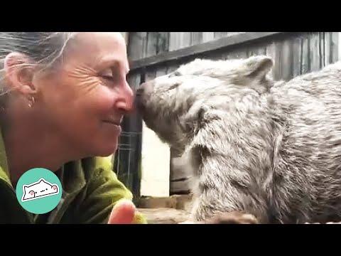 Wombat Got Rescued by Kind Woman. Soon He Found a Friend #Video