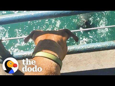 Smiling Pittie Goes To The Pier Everyday To Visit The Sea Lions #Video