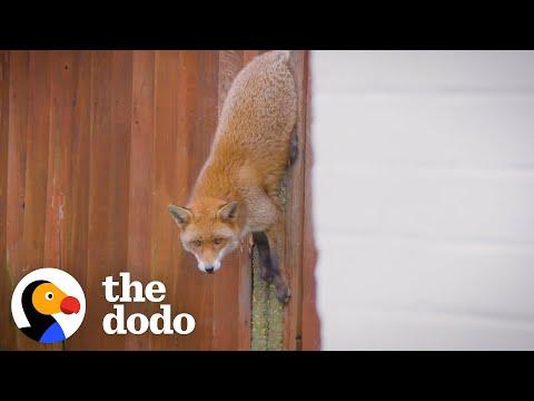 Feisty Fox Stuck In A Fence Gets Rescued #Video