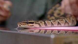 How To Help A Snake Shed Its Skin | Dr. Jeff: Rocky Mountain Vet