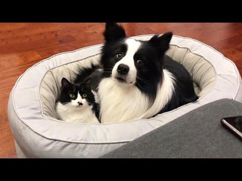 Adorable Cat and Dog Share The Same Fur Colors #Video