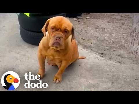 Dog Lived Outside A Mechanic Shop — Now She Scrolls On Her Phone #Video