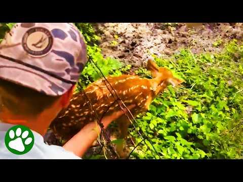 Mama Deer Watches as Family Help Her Baby #Video