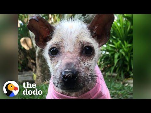 Tiny, Feisty Street Dog Rescued By Woman in Bali | The Dodo