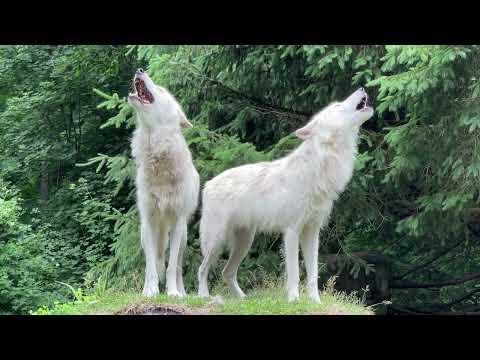 Two Stunning Wolves Howl With One Another #Video