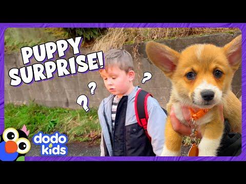 Kid's Wish For A Corgi Puppy Comes True | Dodo Kids #Video