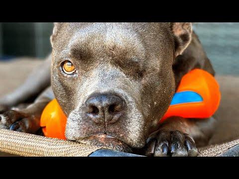 Lost dog's owner leaves her behind, takes the male dog #Video