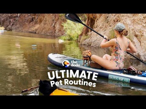 Dog And Cat Siblings Love Paddleboarding Together #Video