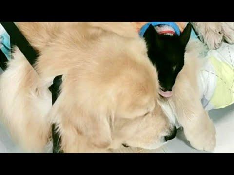 Cute Golden Retriever and Piglet Duo Video