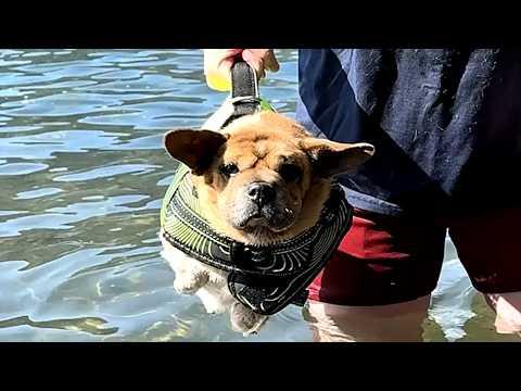 Dog may be one in a million...literally #Video