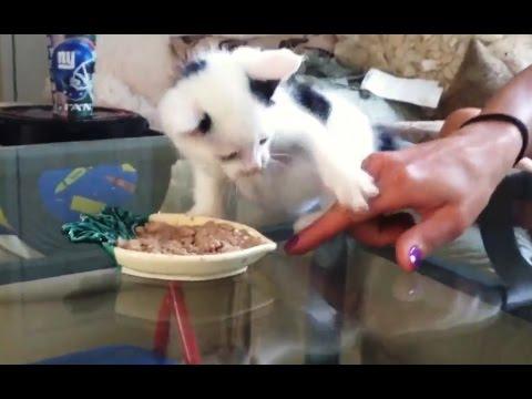 Kittens Who Really Doesn't Want To Share Their Food Compilation