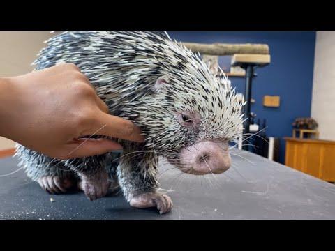 Porcupine Loves To Get Pet Video
