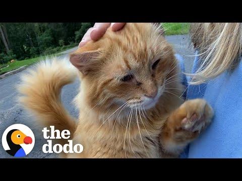 Couple Buys A Home That Comes With 16 Cats #Video