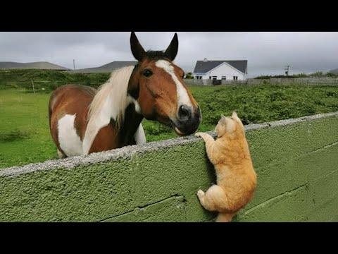 When Cats Show Their Wild Side Against Other Animals #Video