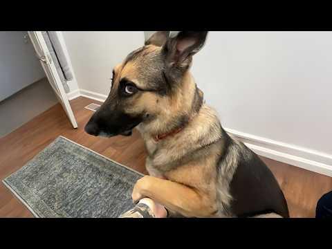 You Can’t Stop Laughing At These German Shepherds #Video