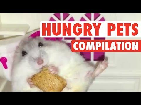 Hungry, Hungry Pets || Funny Food Compilation