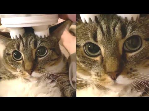 Cat Gets Ultimate Head Massage Video. Your Daily Dose Of Internet.