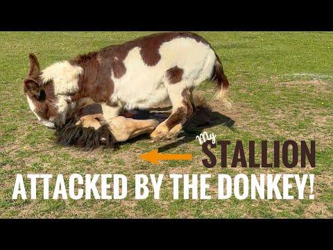 Stallion gets attacked by my Donkey BUT learns great new skills! #Video