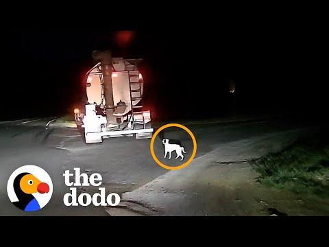 Dog Dumped by Road Becomes Best Friends with Her New Baby Sister #Video Dog Dumped by Road Becomes B