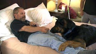 Watch This Super-Dog-In-Training Learn To Wake This Man From Night Terrors