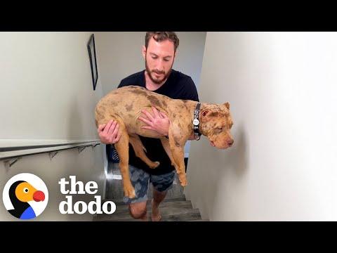 'Designer' Bully Who Couldn't Walk Up Stairs Learns How To 'Dog' #Video