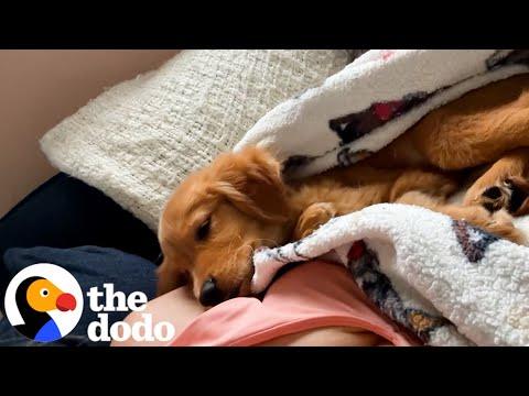 Vets Had No Idea What Was Wrong With This Foster Puppy #Video