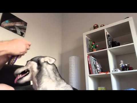 Husky Dog Says NO To Collar