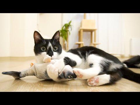 Cats' reaction to realistic fish toy Flappy Fishy including catnip #Video