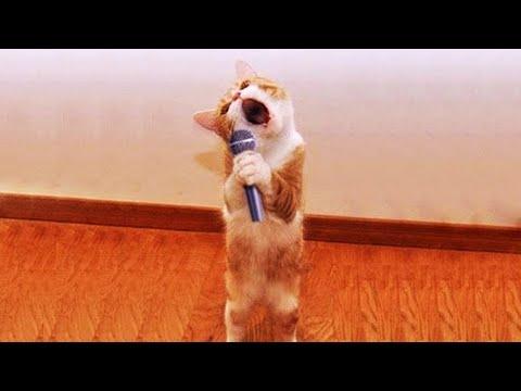 Funny Cats and Dogs 2021 #Video