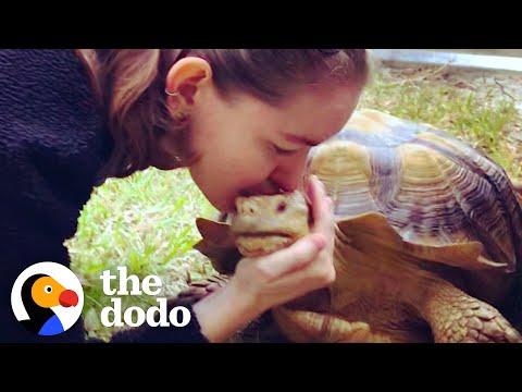 NYC Tortoise Goes Off To 'College' #Video