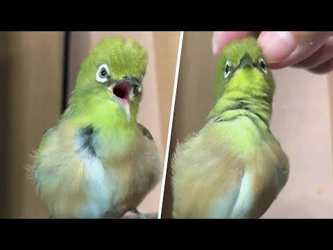 Rescue bird opens up like flower when touched by human mom #Video