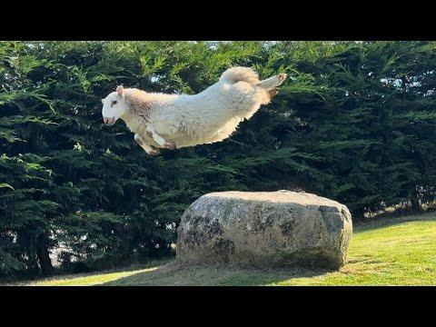 Lamb And Her Rock #Video