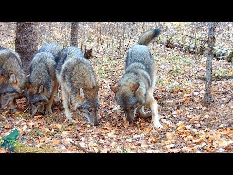 Striking footage of a wolf pack in the Minnesota fall #Video