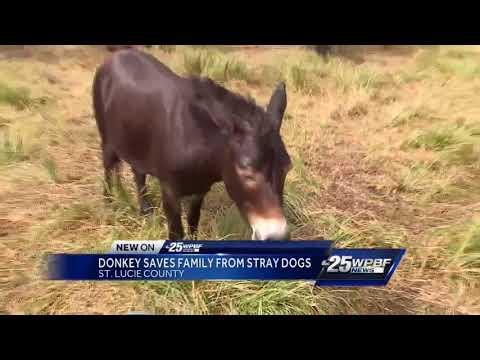 Donkey saves family from stray dogs #Video