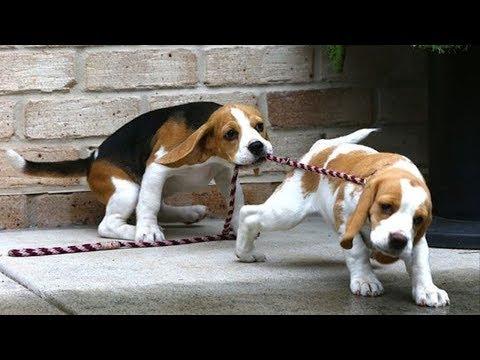 Funny And Cute Beagle Puppies Compilation Video #5 - Cutest Beagle Puppies