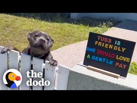Pittie Patiently Waits By The Fence Each Morning To Greet His Neighbors #Video