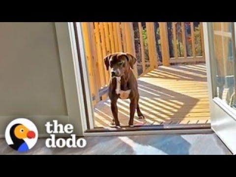 Wandering Pup Stays On Couple's Porch Until They Adopt Her Back #Video