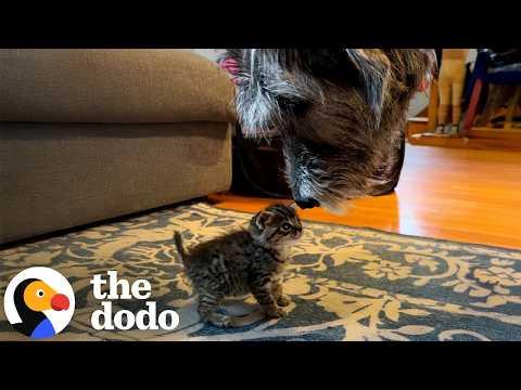 Huge Dog Is Emotional Support Dog To All Kinds Of Tiny Animals #Video