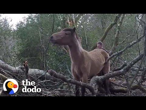 Wild Pony Gets Himself Stuck In Heavy Branches #Video