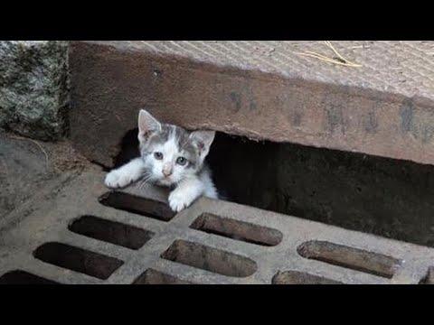 Rescue Shy and Timid Kittens From The Storm Drain Turned To Super Cute And Adorable #Video