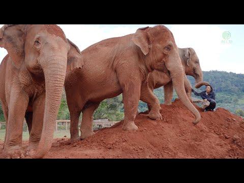 Elephant Keep Follow Woman Whom She Loves And Be Together - ElephantNews #Video