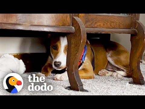 Couple Adopts A Puppy — And She's Scared Of Them #Video