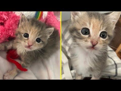 Rescue Tiny Kitten Who Was Found Crying Alone Near A Construction Site