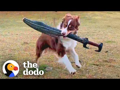 Sword Fighting Dog's Special Sword Breaks! #Video