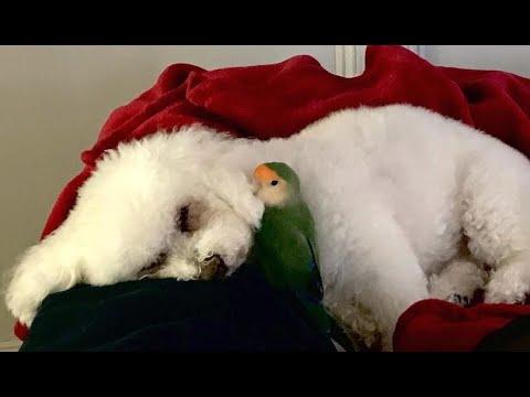 Dog and parrot are basically conjoined twins. But different mothers. #Video