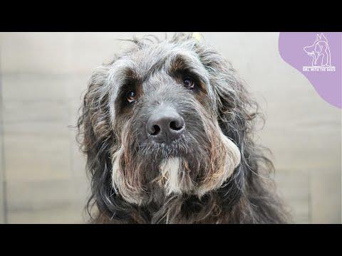 Extraordinary dog I find hard to believe is real #Video